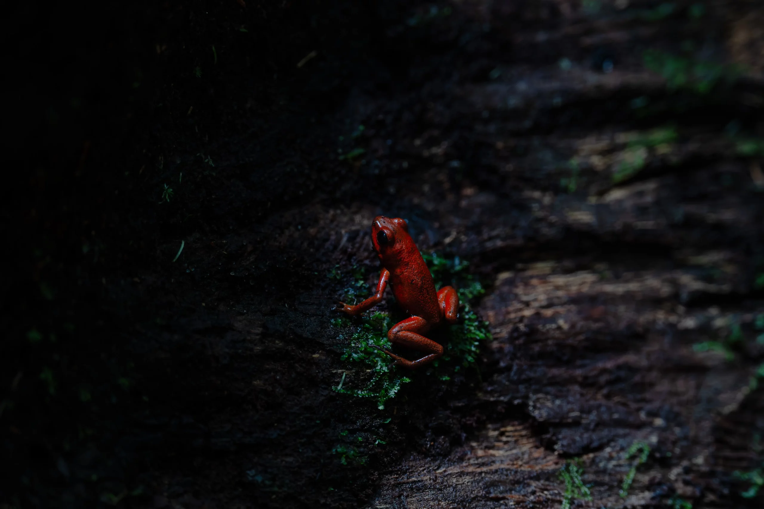 The Climbing Strawberry